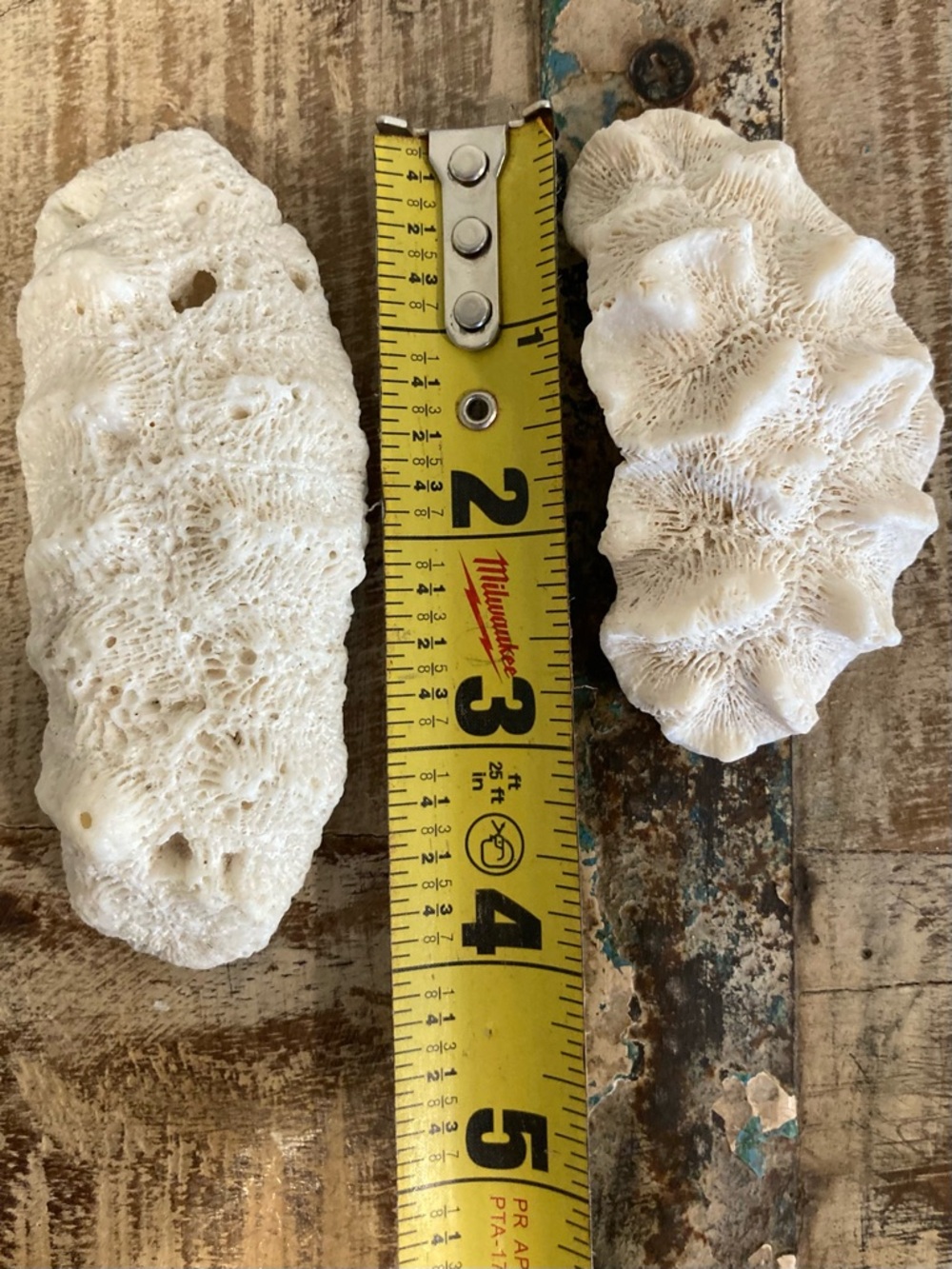 Fossilized Coral Collection 12 Pieces Instant Rock Collection - Picture 10 of 16